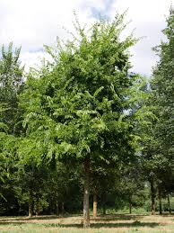 Image result for Alchornea occidentalis