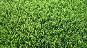 It has a look that is probably familiar if you've ever been golfing. Everything You Need To Know About Zoysia Grass Wikilawn