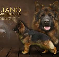 Finally good news, as of january 2012 the australian national kennel control is allowing the long coat german shepherd to be shown. The Team Team Di Casa Ortiz Long And Stock Coat German Shepherds Home Facebook