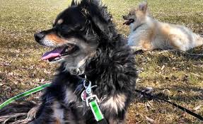 Pin On Pet Sitting Tips