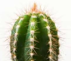 I discover the facts about how long cactus live and learn why and how they thrive so well in extreme environments. How Long Do Cactus Live Gardening Brain