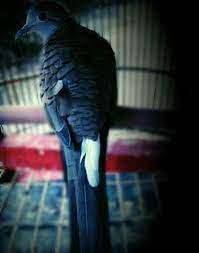 Korelasi Antara Katuranggan Galeri Tosan Aji Indonesia Facebook