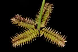 Image result for Dactyloctenium aegyptium