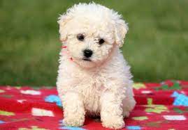 Bichpoo for adoption (carriage point). Bichon Frise Puppies For Sale Puppy Adoption Keystone Puppies