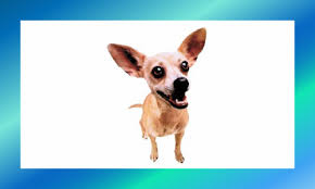 But it makes every day hump day. 10 Of The Best Animals In Advertising