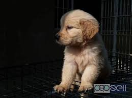 Which is the best dog to adopt in kerala? Golden Retriever Puppies At Kochi Kochi Free Classifieds