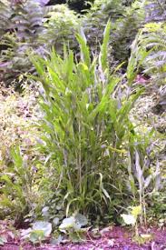Image result for Sorghum bicolor