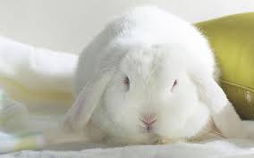 White with a black ring around their eyes that looks like eyeliner. Hd Wallpaper Cute Bunny Adorable Floppy Ears White Fur Red Eyes Wallpaper Flare