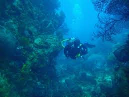 Authorities Say Tour Boat Left Tustin Scuba Diver Behind At Catalina Island Orange County Register