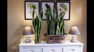 Check out mari's article for more info on how to propagate succulents. How To Care And Arrange Snake Plants In A Glass Vase And Beautiful Planter As Indoor Decoration Youtube