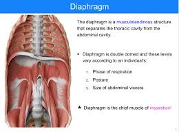 Diaphragm And Posterior Abdominal Wall Anatomy Flashcards Memorang Thoracic Cavity Anatomy Flashcards Anatomy