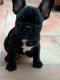 Lancaster puppies has toy poodles for sale now! Home Trained French Bulldog Puppies For Sale