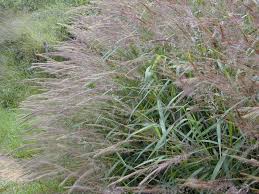 Image result for Melinis minutiflora