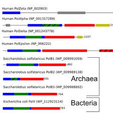 Pdf Diversity And Evolution Of B Family Dna Polymerases