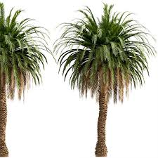Set Of Canary Island Date Palm Trees Phoenix Canariensis 2 Trees 3d Model Download 3d Model Set Of Canary Island Date Palm Trees Phoenix Canariensis 2 Trees 114885 3dbaza Com Phoenix canariensis is a species of flowering plant in the palm family arecaceae, native to the canary islands. set of canary island date palm trees phoenix canariensis 2 trees 3d model download 3d model set of canary island date palm trees phoenix