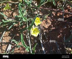 Image result for Xenostegia tridentata