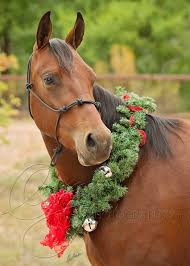 Merry Christmas Christmas Horses Christmas Animals Horses
