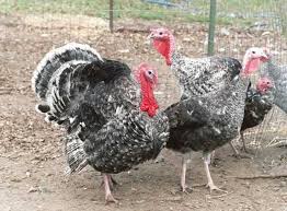 Birds That Look Like Turkeys Silver Dapple Porter S Rare Heritage Turkeys Turkey Breeds Raising Turkeys Turkey Farm