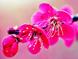 Maybe you would like to learn more about one of these? Gambar Wallpaper Bunga Sakura Jepang Cantik Kata Kata Cherry Blossom 1024x768 Download Hd Wallpaper Wallpapertip