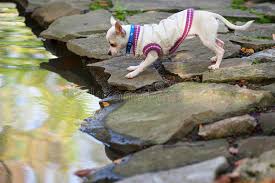 By kiersten willis, the atlanta journal. 7 115 Dog Pond Photos Free Royalty Free Stock Photos From Dreamstime