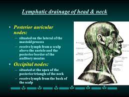 Palpated in the posterior triangle of. Lymphatic Drainage Of The Head And Neck Ppt Video Online Download