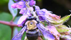 Slender body with a large head. How To Identify And Get Rid Of Carpenter Bees Dengarden