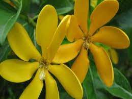 Pin On Flowers Love