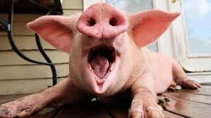 Risultati immagini per porco