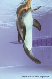 Dolphin Facts Habitat Behavior Diet Dolphin Tale Clearwater Marine Aquarium Dolphins