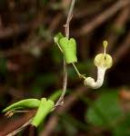 Image result for Ceropegia paricyma