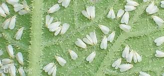 Maybe you would like to learn more about one of these? 5 Organic Controls For Greenhouse Whitefly