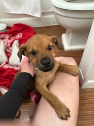 Austin Lost and Found Pets