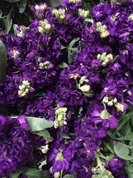 Seeing this amazing purple field is very impressive. Dark Purple Stock Purple Flowers Stock Flower Lavender Flowers