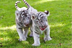 We did not find results for: Baby Wild Animals For Sale Online At Low Prices