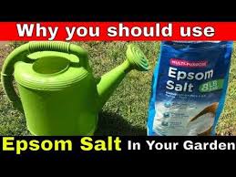 Epsom Salt For Plants How To Use It And Why Most Soils Are Lacking In Some Nutrients Epsom Salt Helps Epsom Salt For Plants Fertilizer For Plants Epsom Salt