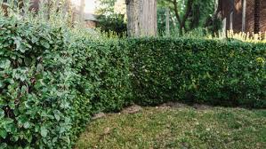 Shrubs for hedges should be healthy and uniform. 17 Fast Growing Shrubs For Privacy Hedges