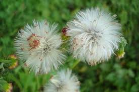 Image result for Crassocephalum radiatum