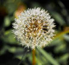 Dandelion Flower Portrait Water Drops 4k Wallpaper Pink Flowers Wallpaper Amazing Flowers Flowers