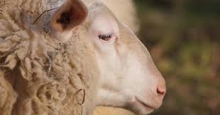 Contagious ecthyma, commonly called sore mouth, is a contagious, viral disease of goats and sheep known by several alternative names, including orf. Sore Mouth A Pox Virus For Sheep