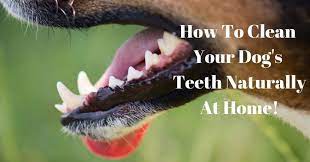 How to naturally clean dog's teeth! How To Clean Your Dog S Teeth Naturally At Home