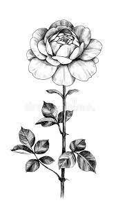 Stylized roses and leaves on a white background. Hand Drawn Rose With Leaves Stock Illustration Illustration Of Botanical Black 151101514