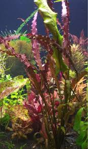 Image result for Aponogeton rehmannii