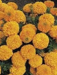 Marigold Seeds African Inca Ii Orange Annual Seed Marigold Flower Plants Orange Flowers