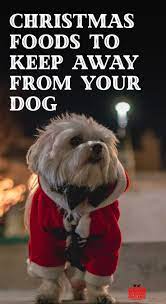 Foods Dogs Can T Eat Bad Holiday Food For Dogs Good Doggies Online Foods Bad For Dogs Good Doggies Online Dog Food Recipes