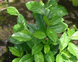 Image result for Petiveria