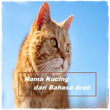 Islam sebagai agama yang menyebarkan kebaikan dan mengatur keseluruhan kehidupan. Nama Kucing Islami Dari Bahasa Arab Yang Paling Populer