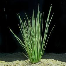Image result for Cyperus rigidifolius