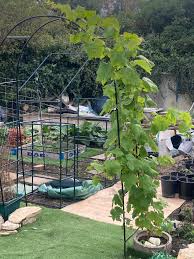 Image result for pruning grapes on a pergola