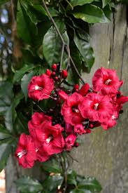 Image result for Ipomoea horsfalliae