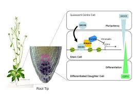 Specialized region in a plant root or stem for storage and support. Biologists Demonstrate How Signals In Plant Roots Determine The Activity Of Stem Cells